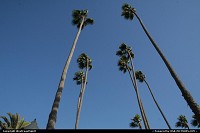 Photo by WestCoastSpirit | Santa Monica  beach, surf, LA, park, roller, plams